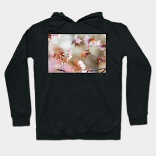 Cherry Blossom Hoodie